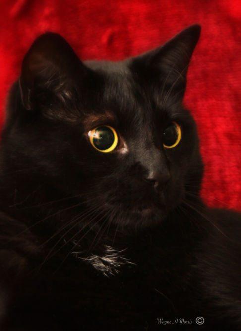 Picture of a cat / kitten / feline