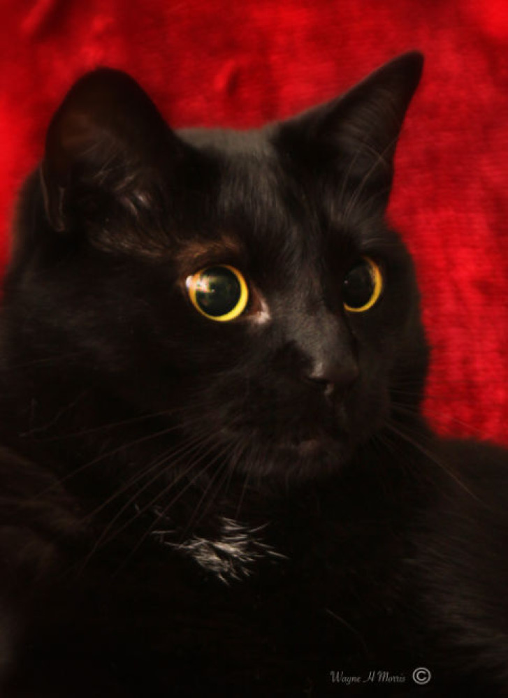 Picture of a cat / kitten / feline