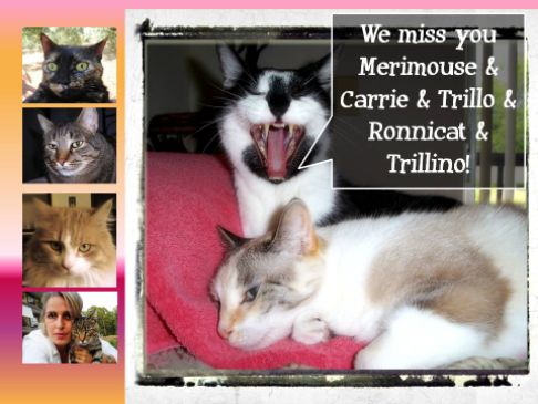 Picture of a cat / kitten / feline