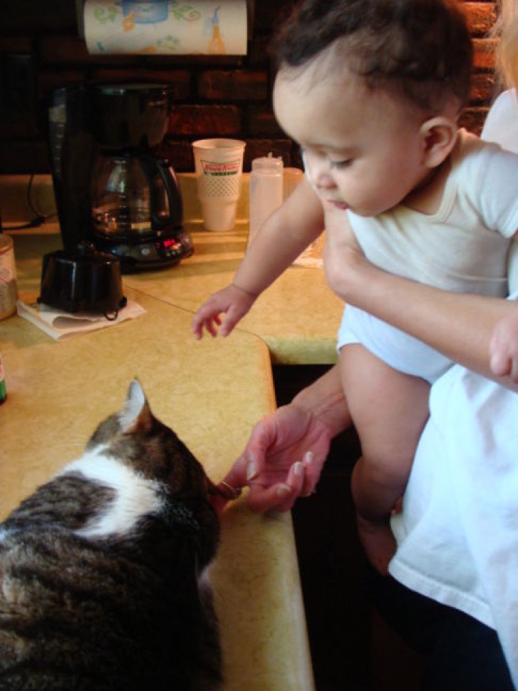 Picture of a cat / kitten / feline