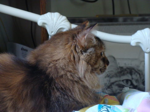 Picture of a cat / kitten / feline