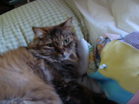 Picture of a cat / kitten / feline