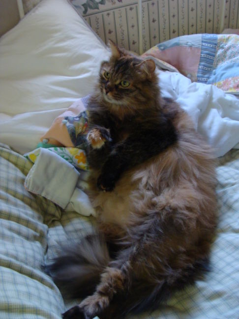 Picture of a cat / kitten / feline