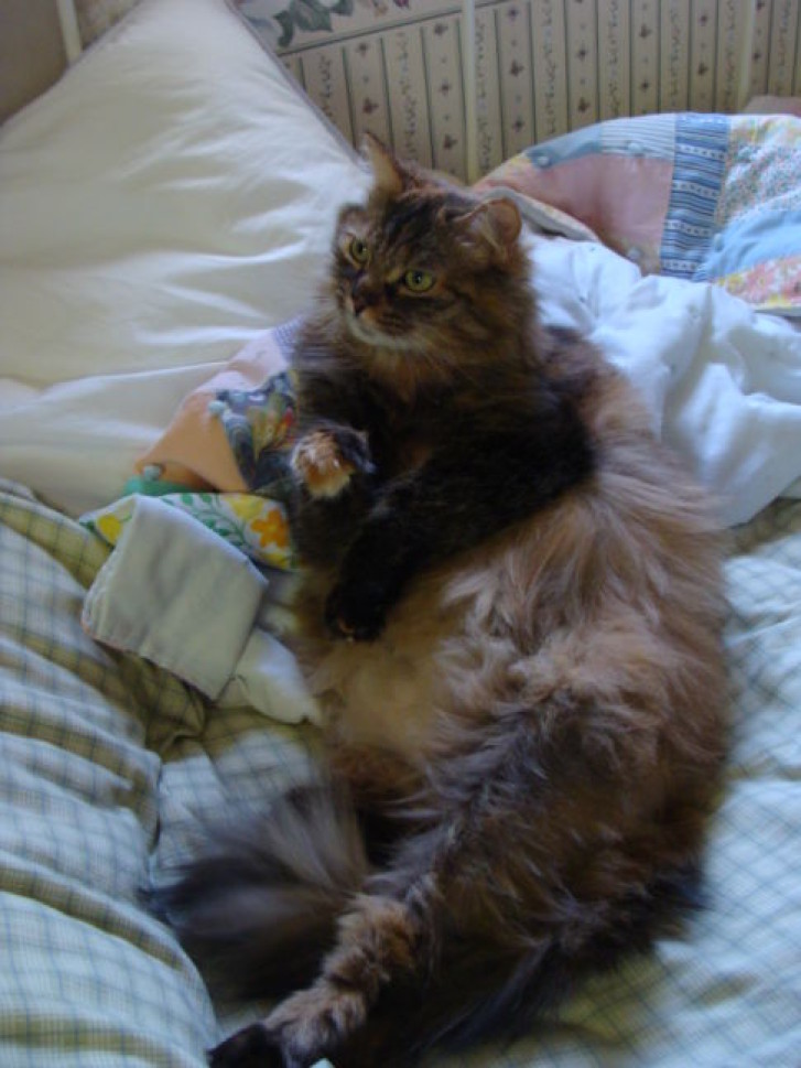 Picture of a cat / kitten / feline