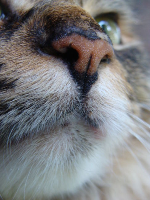 Picture of a cat / kitten / feline