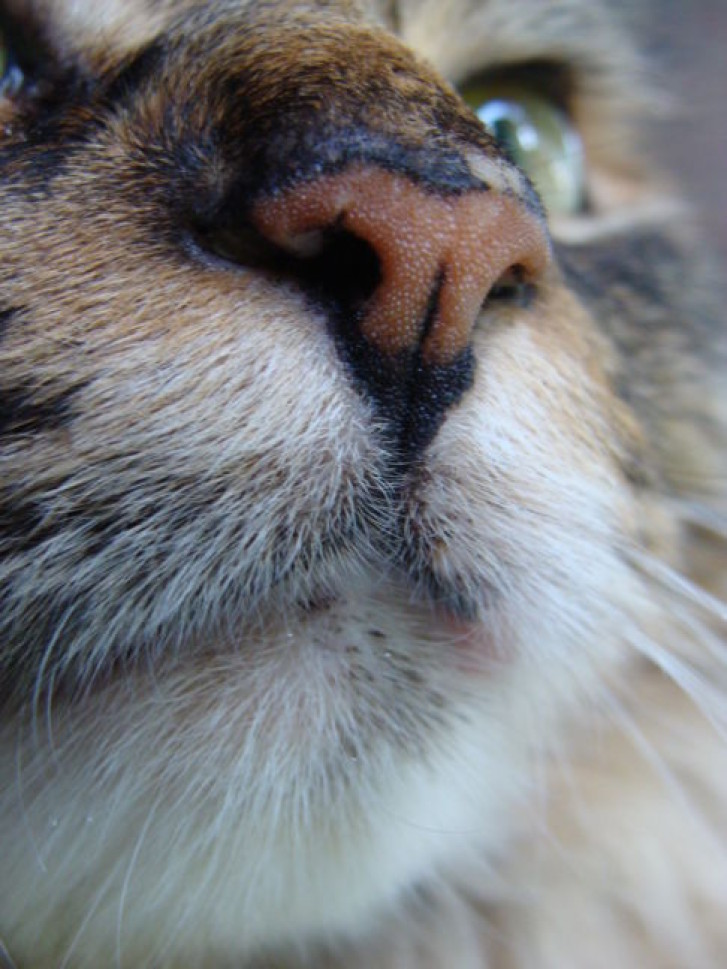 Picture of a cat / kitten / feline