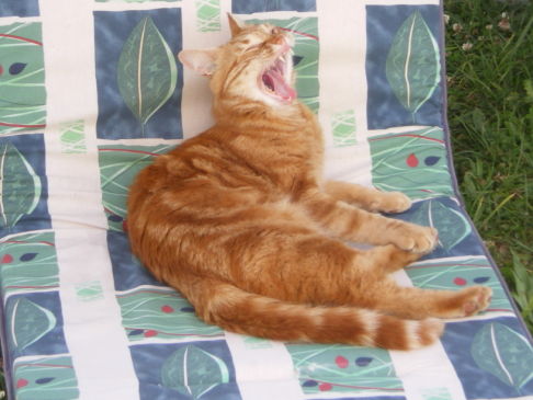 Picture of a cat / kitten / feline