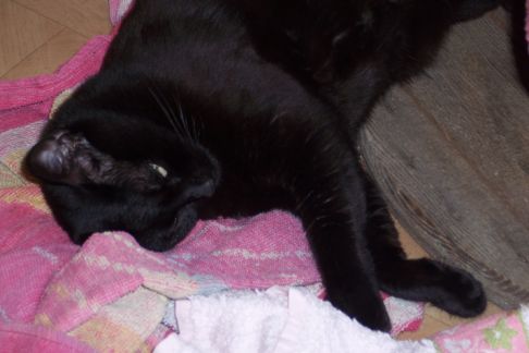 Picture of a cat / kitten / feline