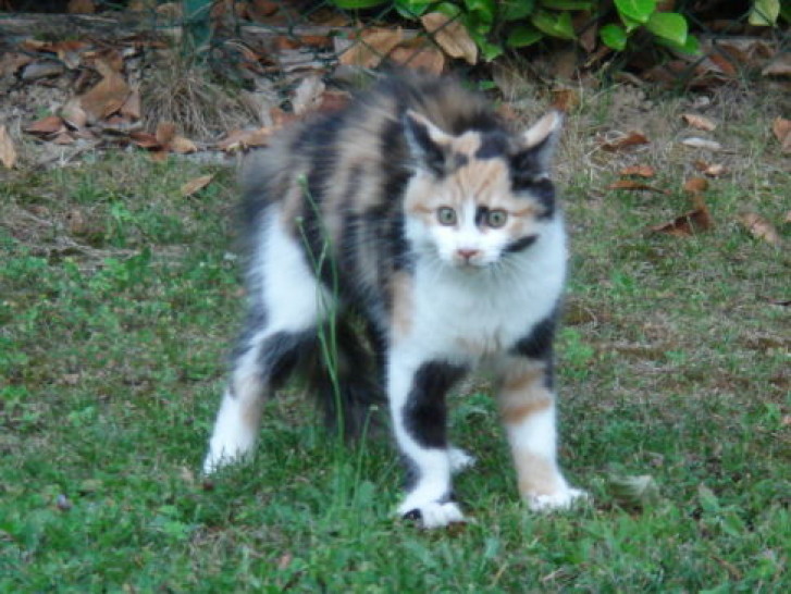 Picture of a cat / kitten / feline