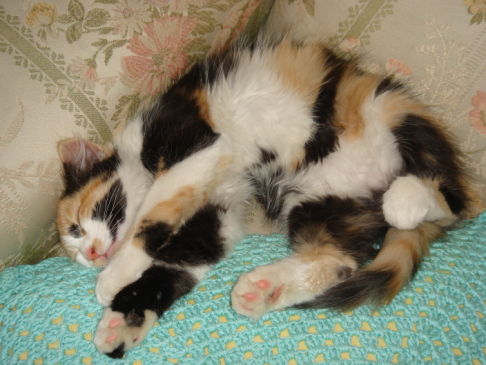 Picture of a cat / kitten / feline