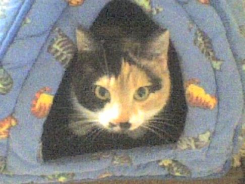 Picture of a cat / kitten / feline