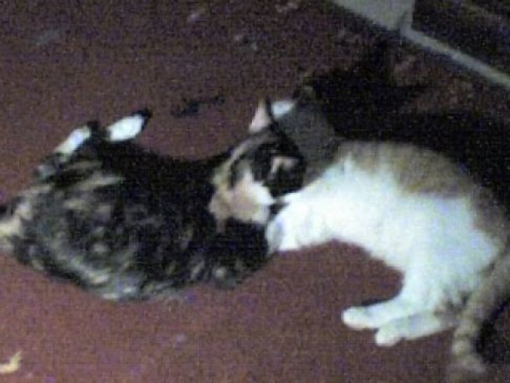 Picture of a cat / kitten / feline