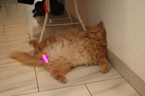 Picture of a cat / kitten / feline