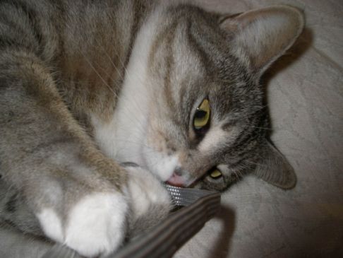 Picture of a cat / kitten / feline