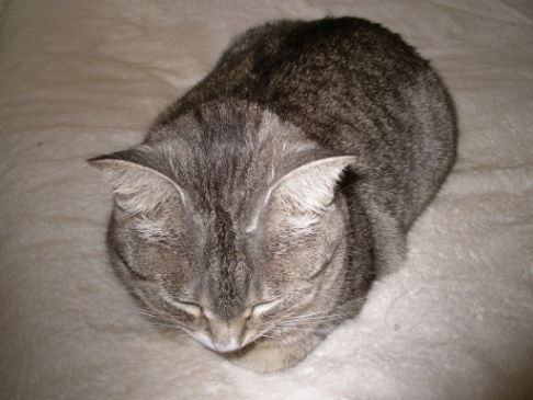 Picture of a cat / kitten / feline