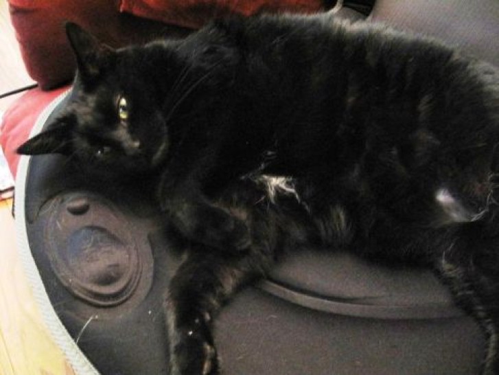 Picture of a cat / kitten / feline