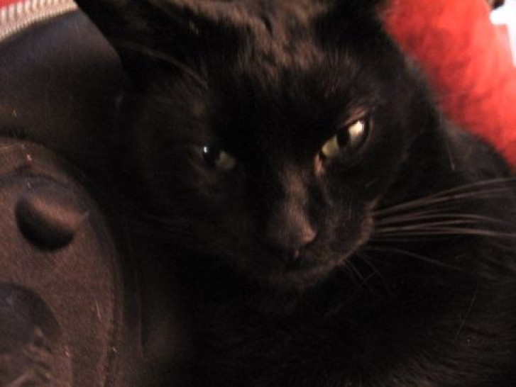 Picture of a cat / kitten / feline