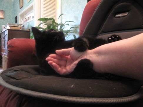 Picture of a cat / kitten / feline