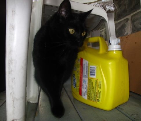 Picture of a cat / kitten / feline