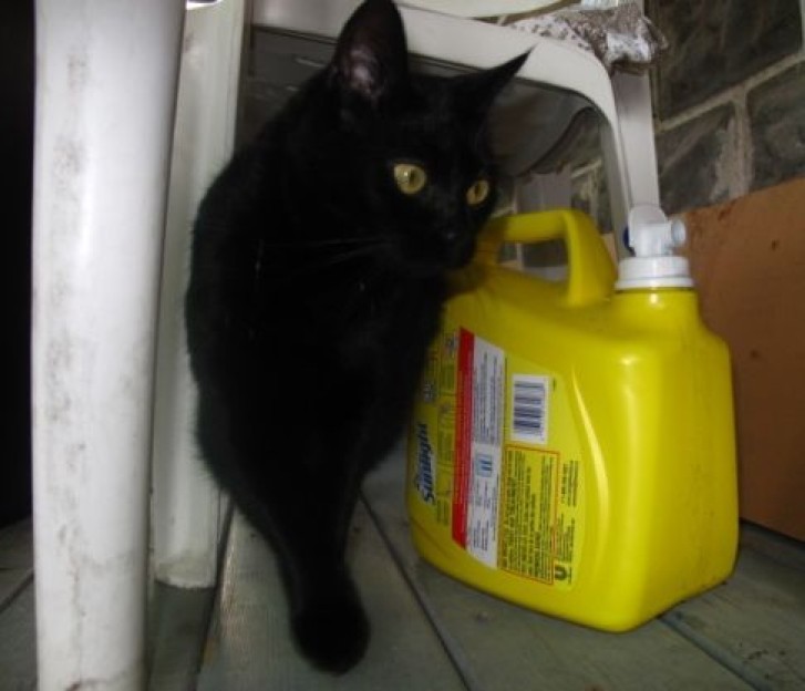 Picture of a cat / kitten / feline