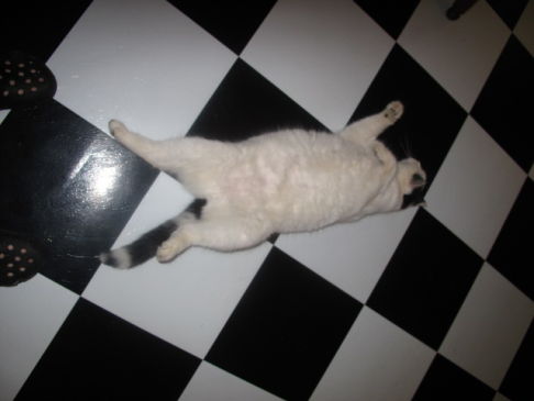 Picture of a cat / kitten / feline