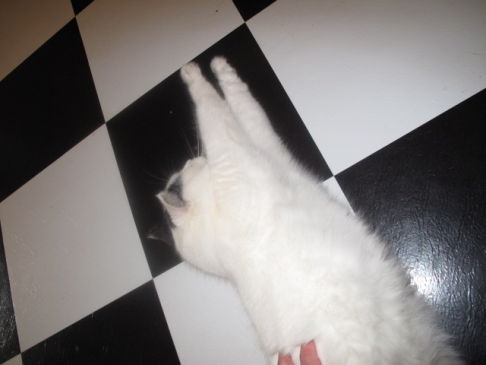 Picture of a cat / kitten / feline