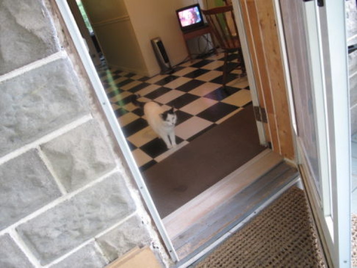 Picture of a cat / kitten / feline