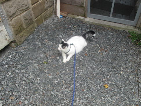 Picture of a cat / kitten / feline