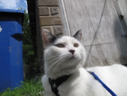 Picture of a cat / kitten / feline