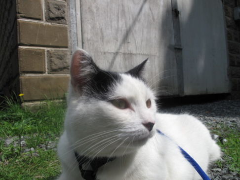 Picture of a cat / kitten / feline