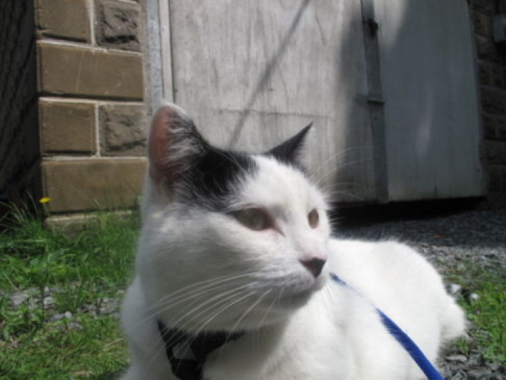 Picture of a cat / kitten / feline