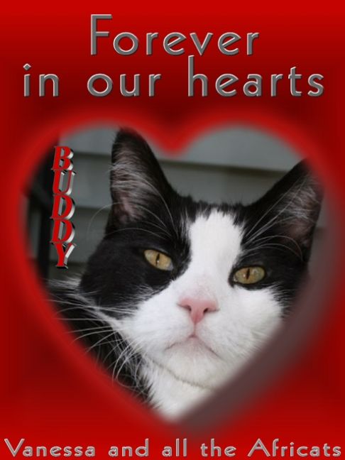 Picture of a cat / kitten / feline