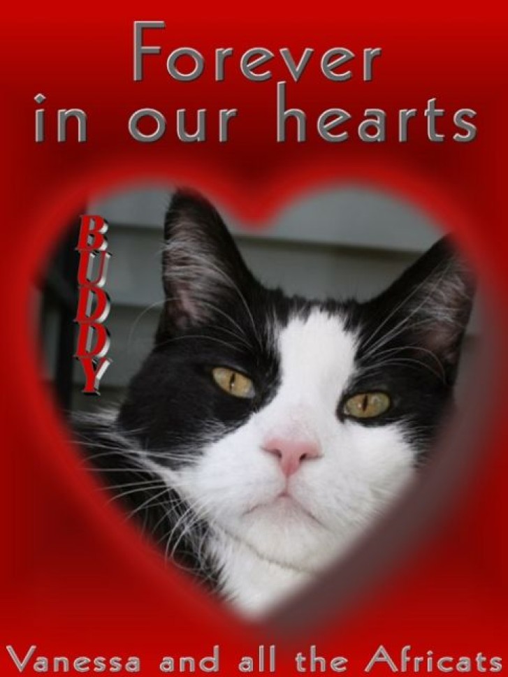 Picture of a cat / kitten / feline