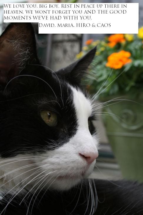 Picture of a cat / kitten / feline