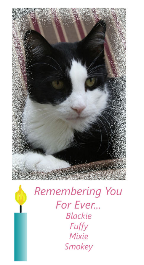 Picture of a cat / kitten / feline