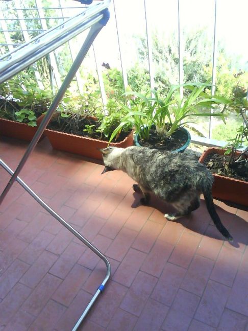 Picture of a cat / kitten / feline