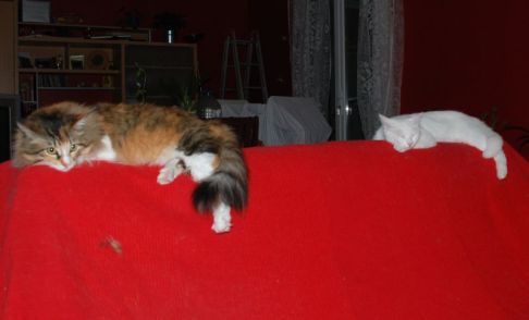 Picture of a cat / kitten / feline