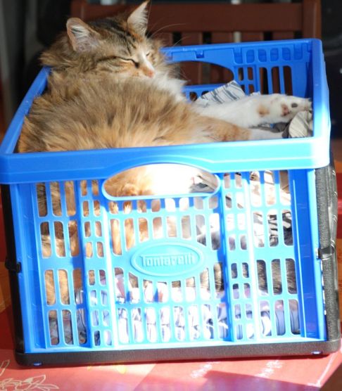 Picture of a cat / kitten / feline