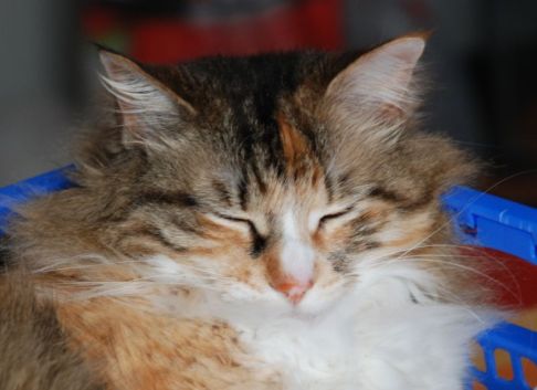 Picture of a cat / kitten / feline