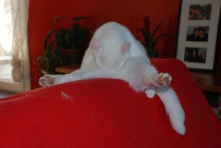 Picture of a cat / kitten / feline