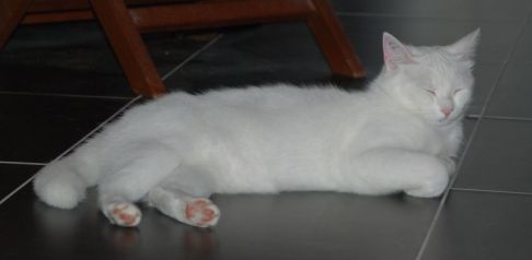 Picture of a cat / kitten / feline