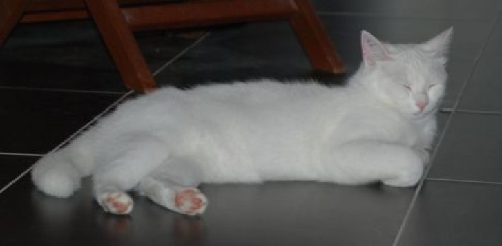 Picture of a cat / kitten / feline