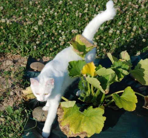 Picture of a cat / kitten / feline