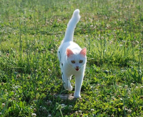 Picture of a cat / kitten / feline