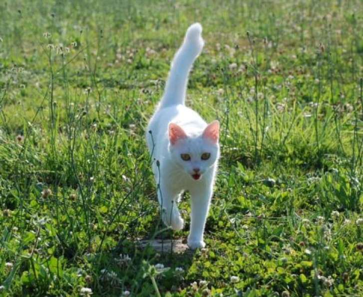 Picture of a cat / kitten / feline