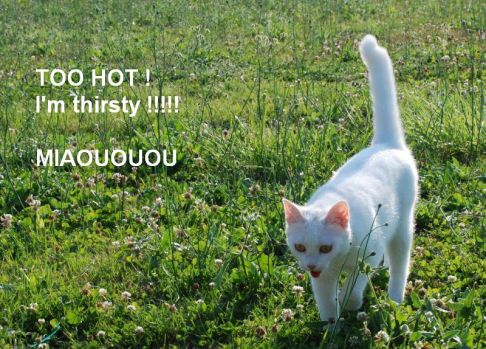 Picture of a cat / kitten / feline