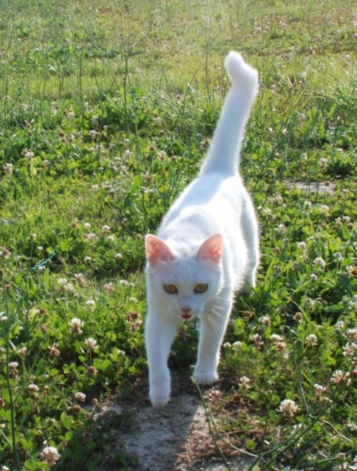 Picture of a cat / kitten / feline