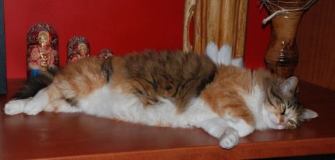 Picture of a cat / kitten / feline