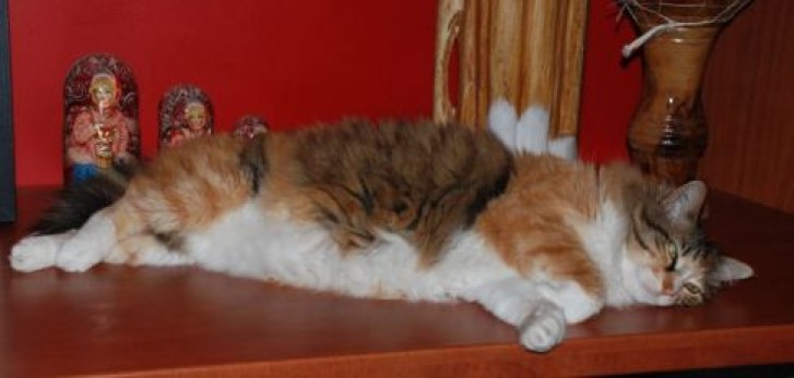 Picture of a cat / kitten / feline