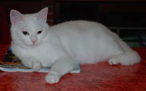 Picture of a cat / kitten / feline